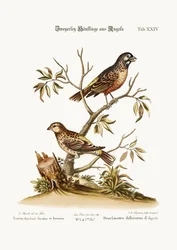 Zwei Sorten von Finken aus Angola, 1749-73